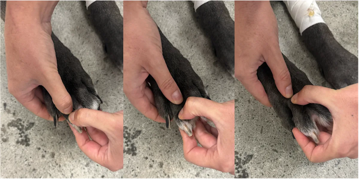 Three images demonstrating palpation of the distal, middle, and proximal phalanges in a dog.