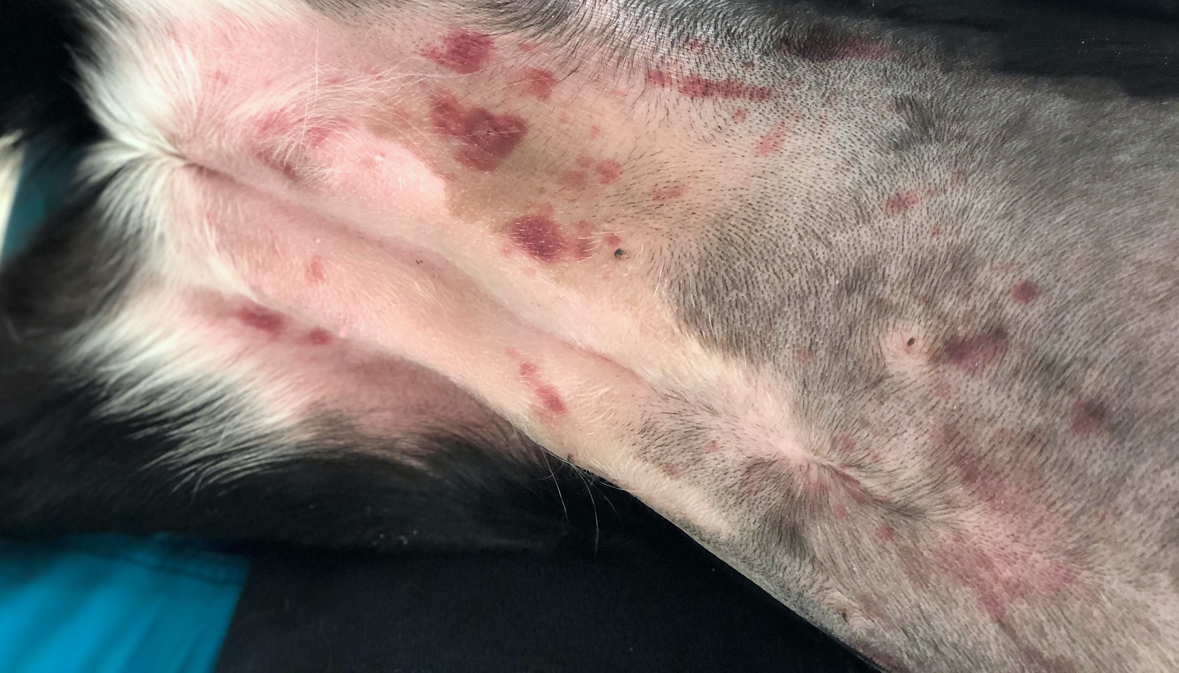 Photo inspiration: Visual Reference: Markers Of Severity In Dogs With Immune Mediated Thrombocytopenia