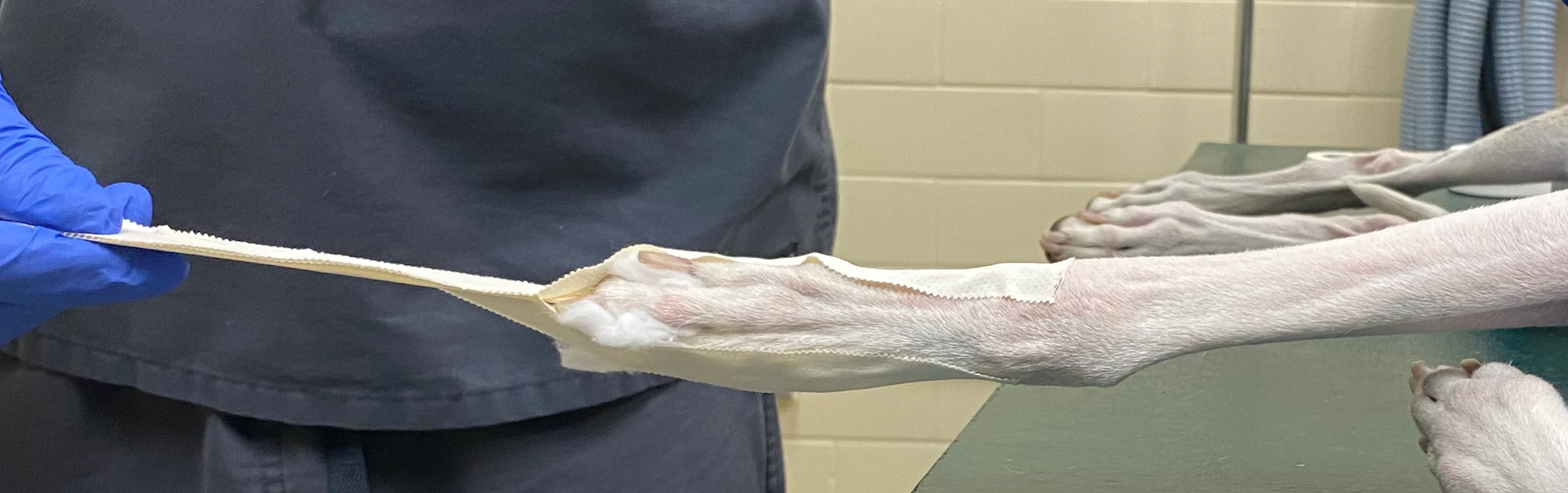 Two lengths of tape on sides of dog’s paw extending beyond paw and onto either side of tongue depressor held by gloved hand.