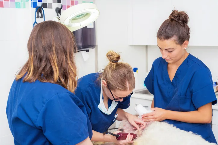Three veterinary professionals assist in clipping the fur from a white canine patient on a table. 
