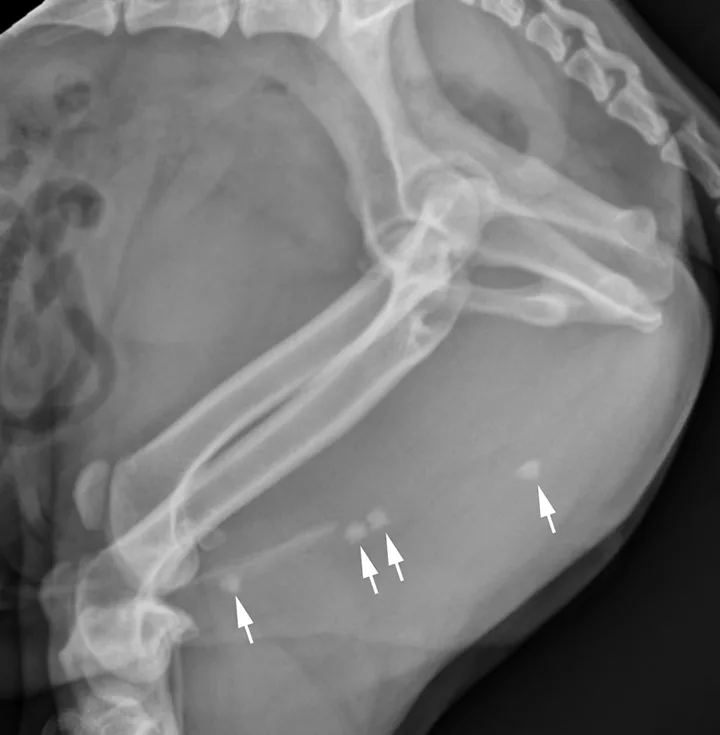 Lateral x-ray of caudal aspect of dog with arrows pointing to radiopaque objects in penile urethra.