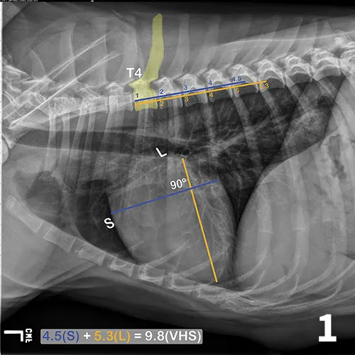 A lateral thoracic radiograph of a normal dog with measurements added to evaluate heart size compared to the thoracic vertebrae.