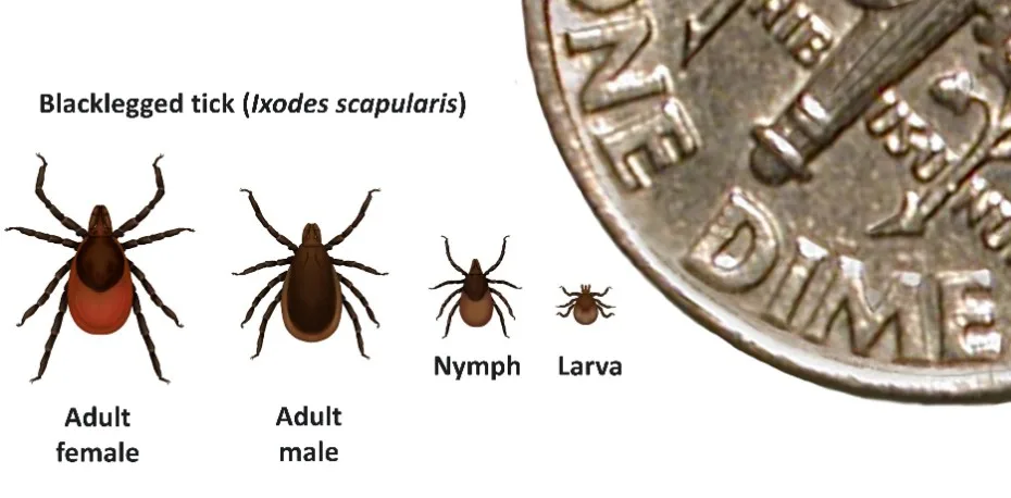 Illustration of the size of ticks compared with a dime.