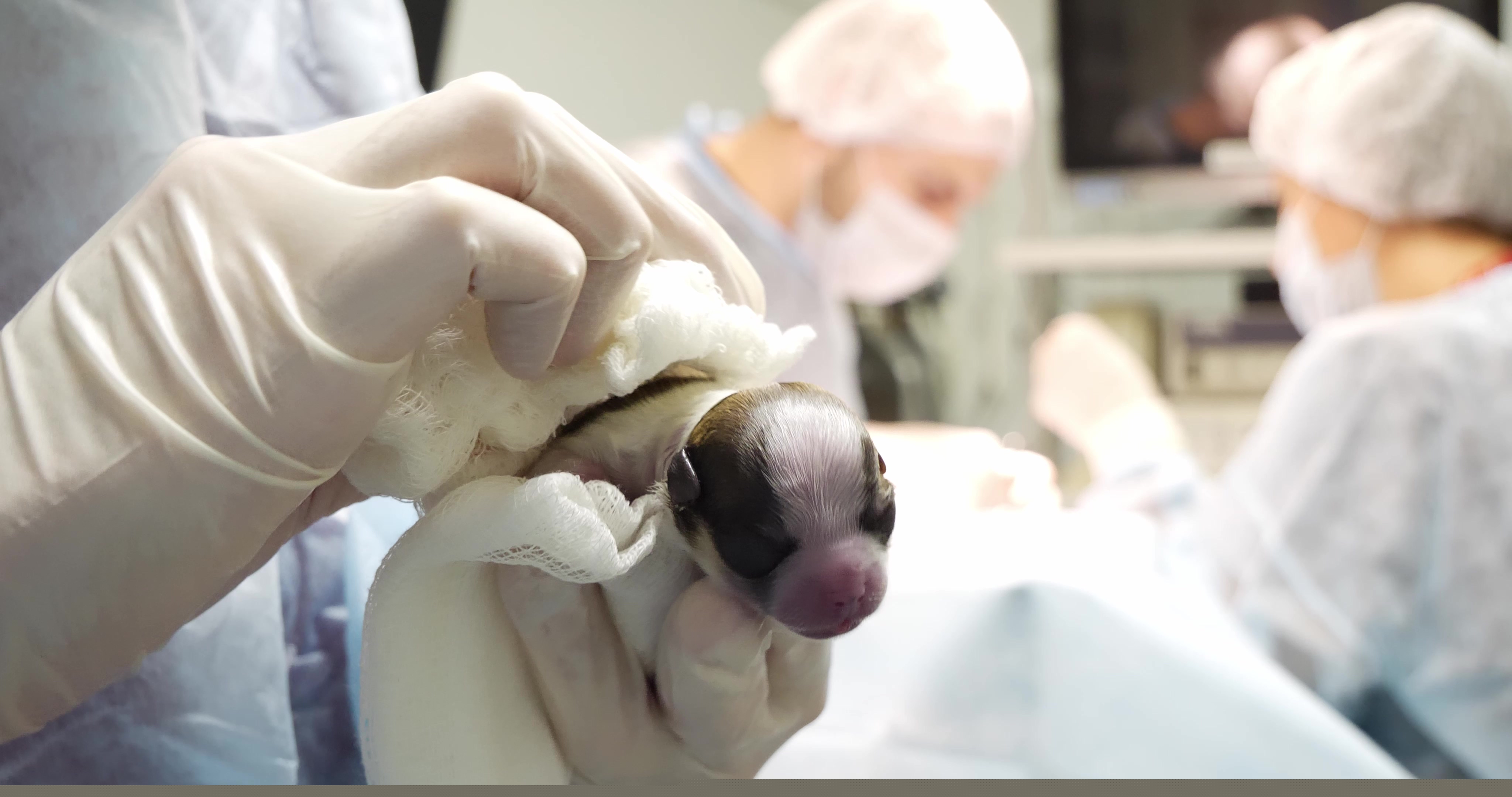 Review the Latest Research Notes in Veterinary Medicine