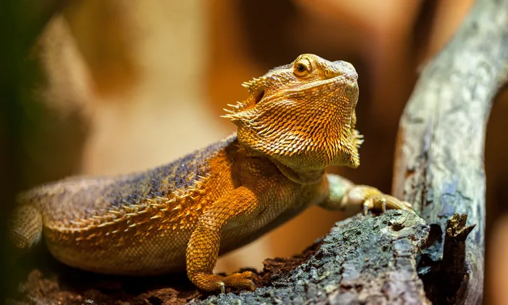 Central bearded dragon resting on a piece of wood.