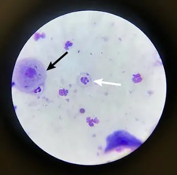 Vaginal cytology slide with arrows pointing to a round nucleated cell and a neutrophil.