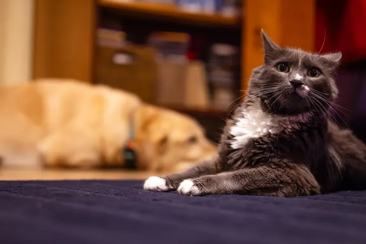 Anxiety Disorders In Dogs Cats Treatment Options Photo Inspiration