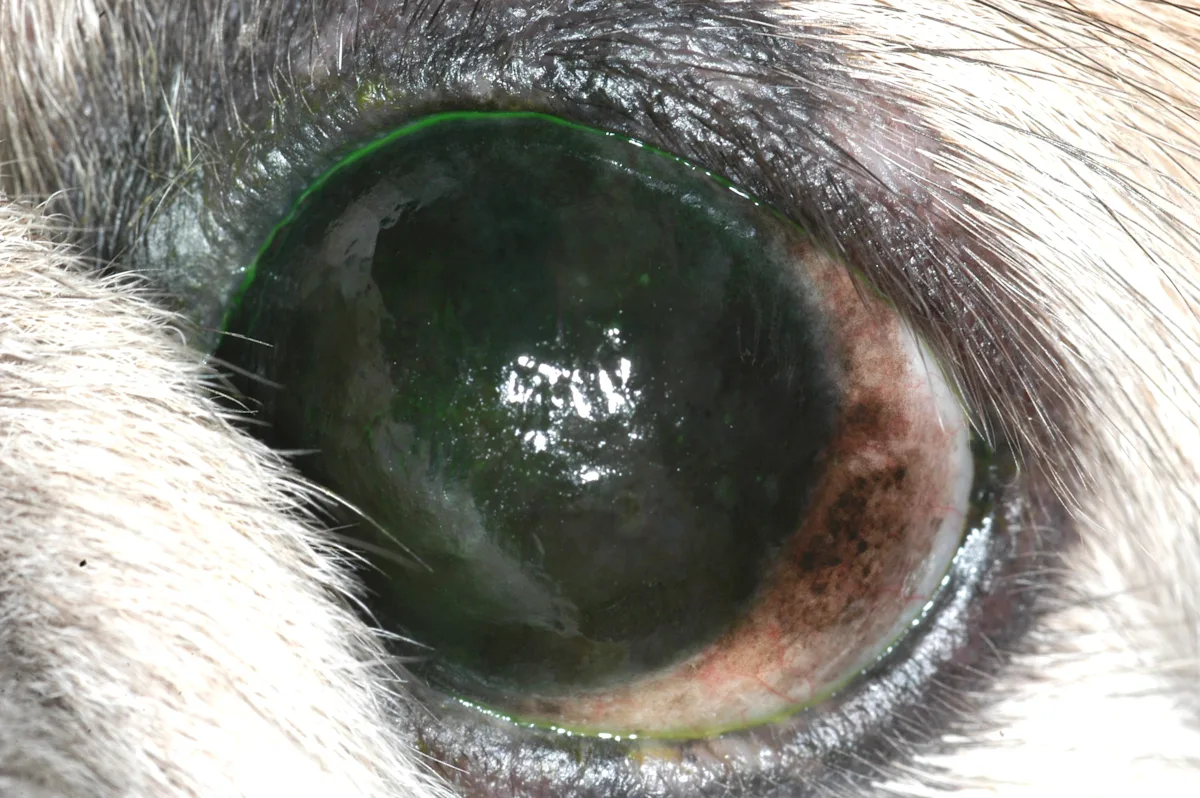 Side-by-side images showing varying degrees of brown pigmentation overlying the corneas of 2 dogs.