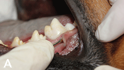 Extraction of the Mandibular First Molar in a Dog | Clinician's Brief