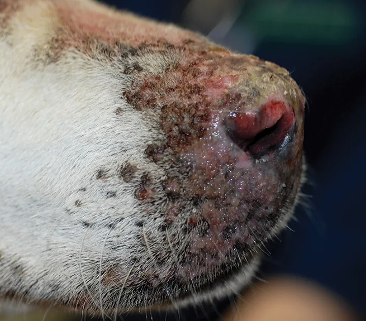Depigmentation and erosion of a dog's right alar fold and crusting of the nasal planum.