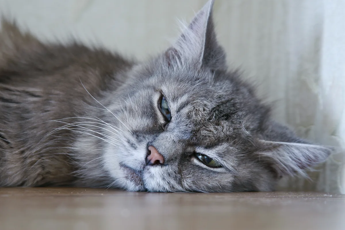 A gray cat resting on the floor. 
