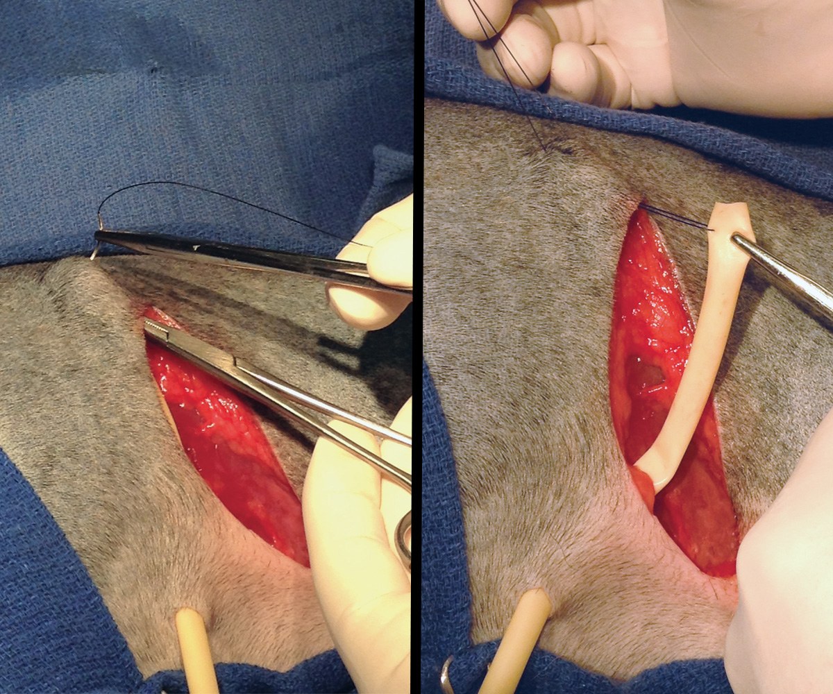 Wound Drainage Options in Veterinary Surgery • MSPCA-Angell