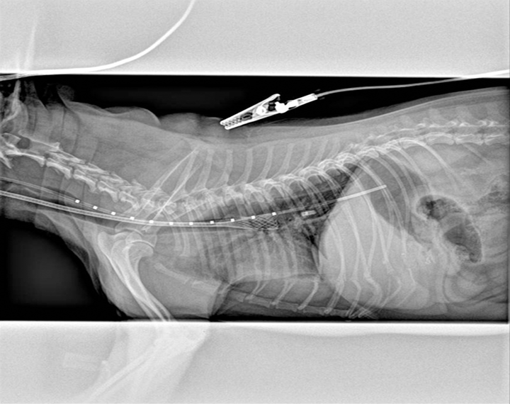 Tracheal Collapse in Dogs Clinician's Brief