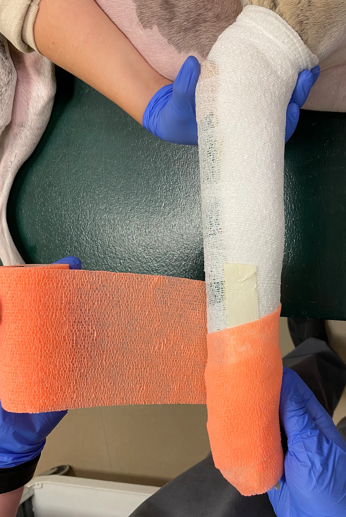 Gloved hands applying cohesive bandage over forelimb of dog and image of leg after bandage application is complete.