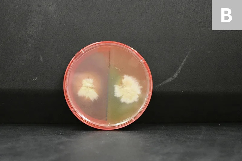 Two round white colonies growing on either side of a split agar plate.