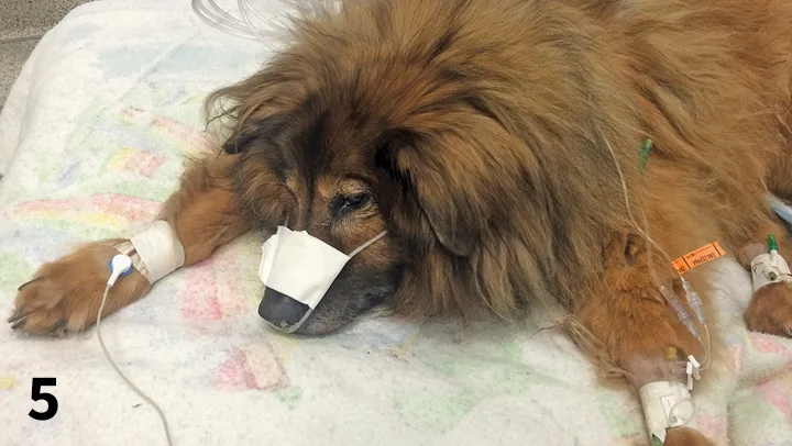 Dog lying sternally with oxygen tubing taped to nose.
