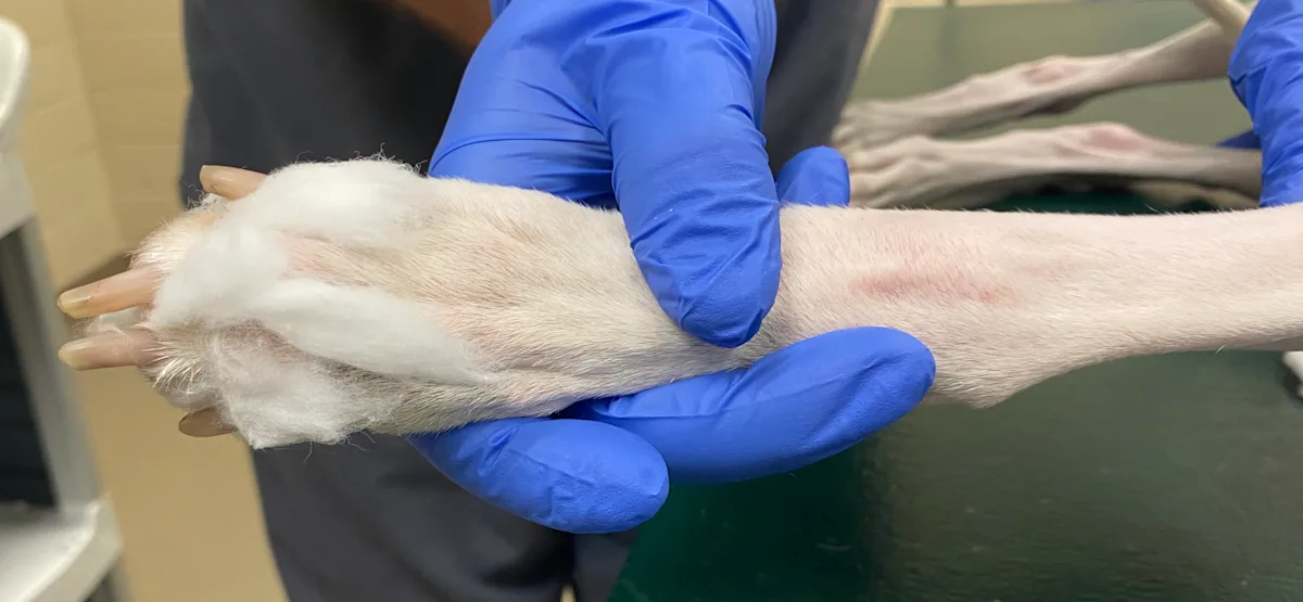 Gloved hand holding dog’s front paw with cotton placed between toes shown from front and back of paw.
