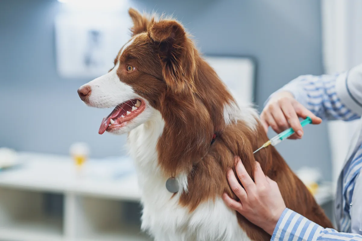 A veterinarian administers a vaccination to a brown and white Border Collie in a clinical setting, with the dog appearing calm and attentive. The veterinary professional is gently holding the dog's fur while using a syringe to deliver the vaccine.