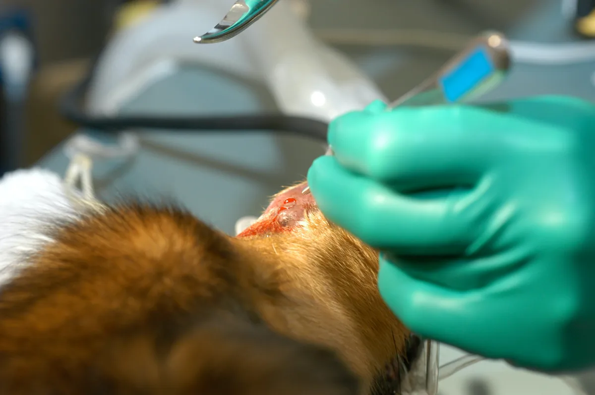 selected slide image