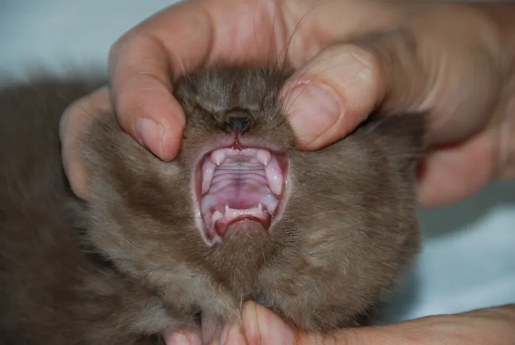 Feline Congenital Hypothyroidism: Diagnosis & Care