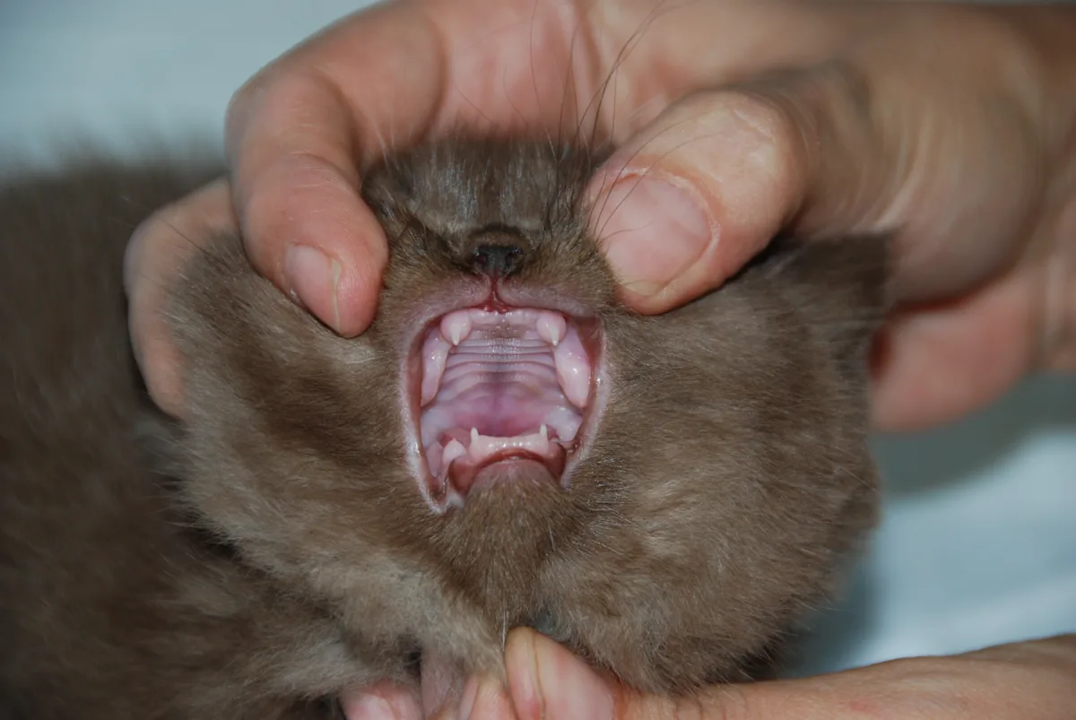 A: Two gray kittens being held vertically. B: Mouth of a kitten being held open to show the teeth.