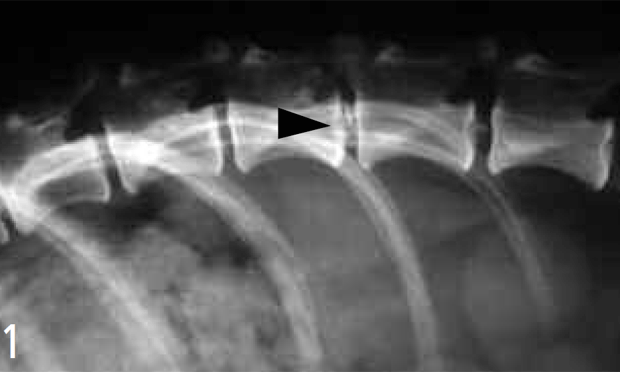 Cervical disc store disease in dogs