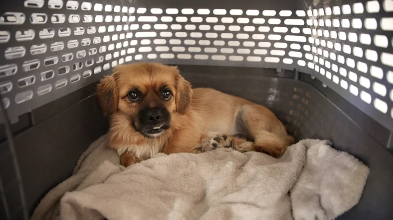 Tibetan spaniel laying down in a carrier with a beige blanket.