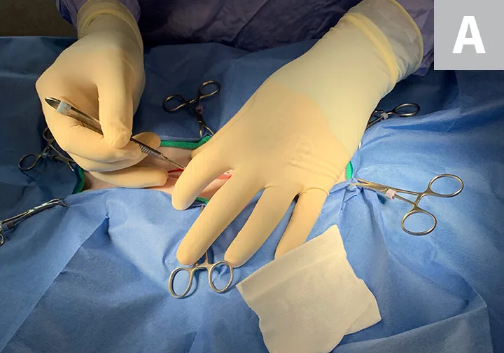 Side-by-side images showing initial C-section incision and exteriorized gravid uterus of a dog.