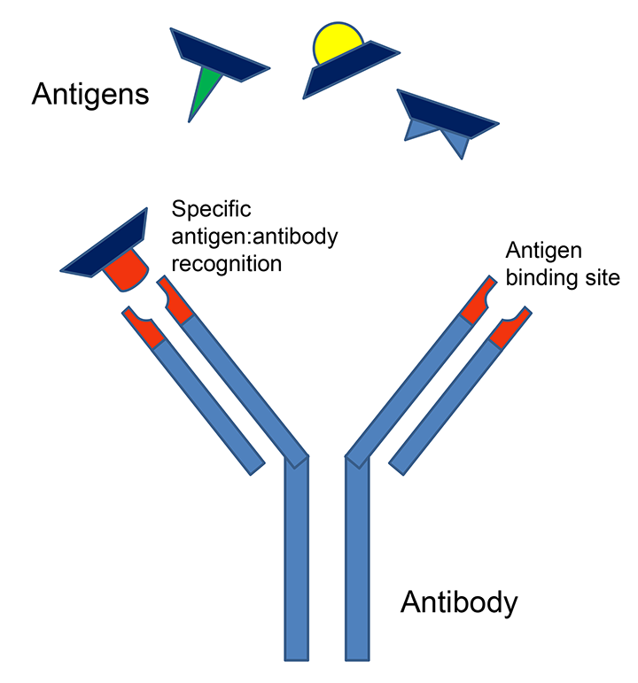 Immunodiagnostic & Immunologic Techniques Clinician's Brief