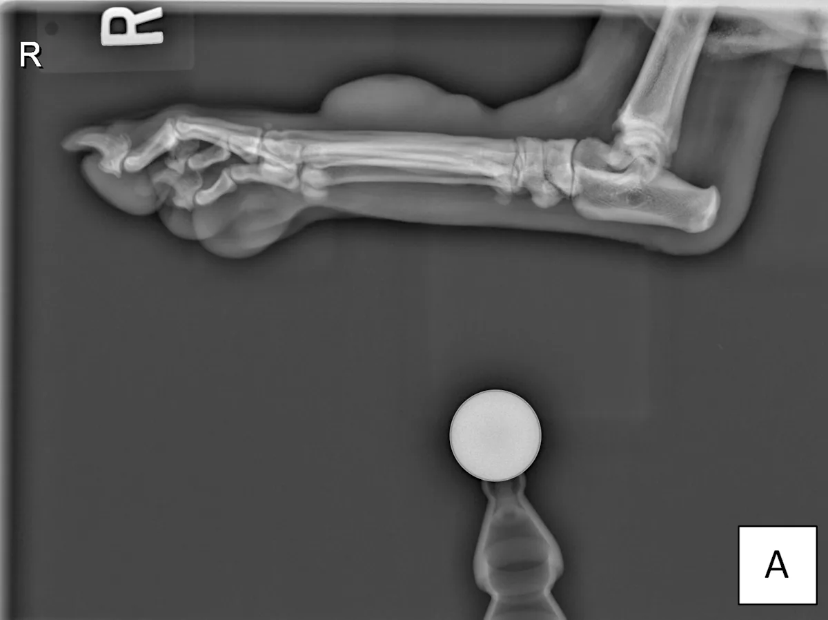 Radiographic images of the metatarsus of a dog.