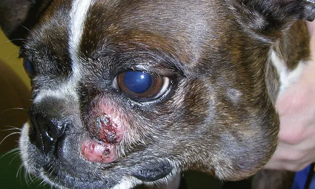 Close-up of left side of face of a pug with large, ulcerated mast cell tumor.