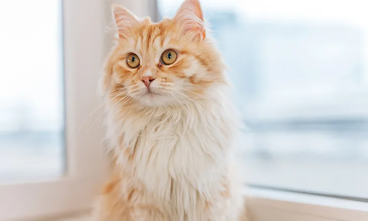 Zoetis Core Thera URI Article, Opening Image.jpg