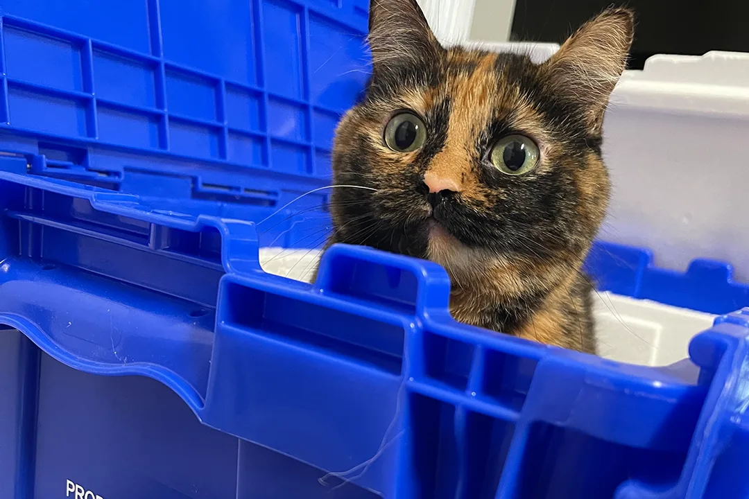 A tortoiseshell cat sits inside a blue plastic storage container, looking curiously at the camera with wide eyes. The container is partially open, revealing a clean interior, and the setting appears to be a veterinary clinic or a home environment.