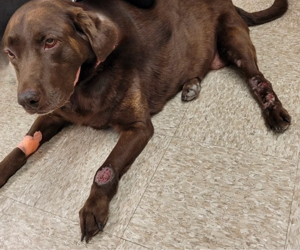 Thickened, alopecic lesions with ulcerated areas on the limbs of a dog.