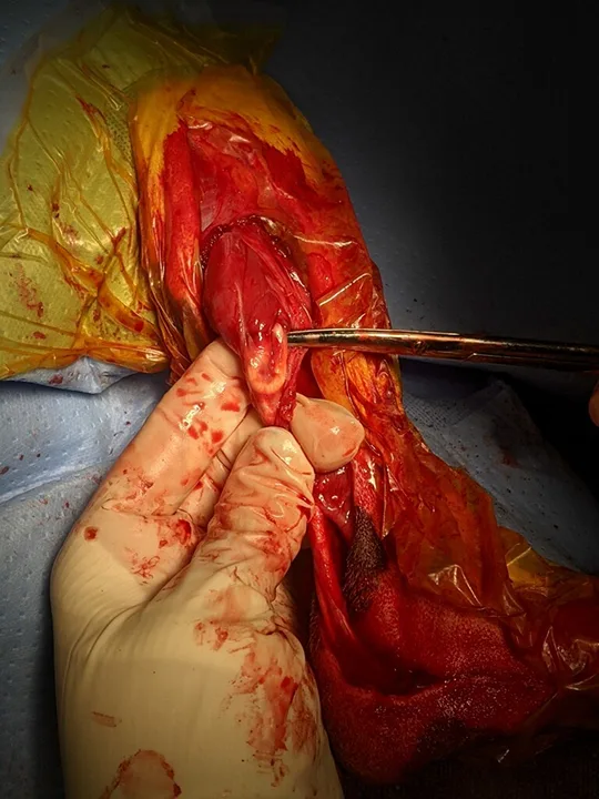 selected slide image