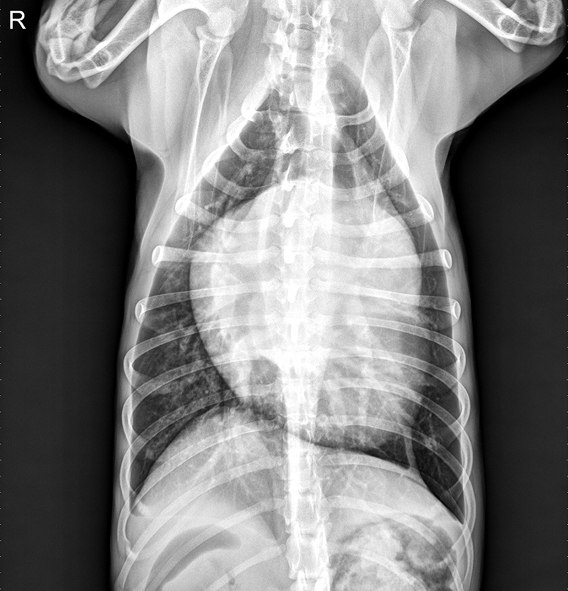 Respiratory Distress & Inappetence in a Border Collie | Clinician's Brief