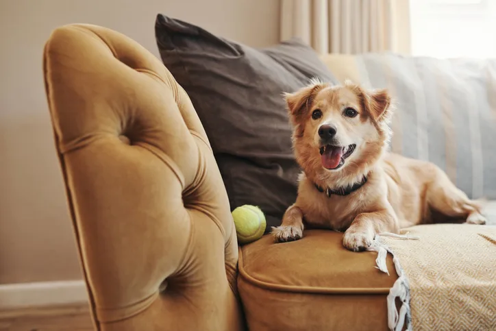 A dog resting on a couch indoors with a green tennis ball.