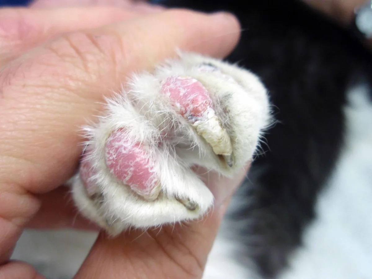 Close up of scaling and crusting of rostral footpads and nails on paw of a cat.