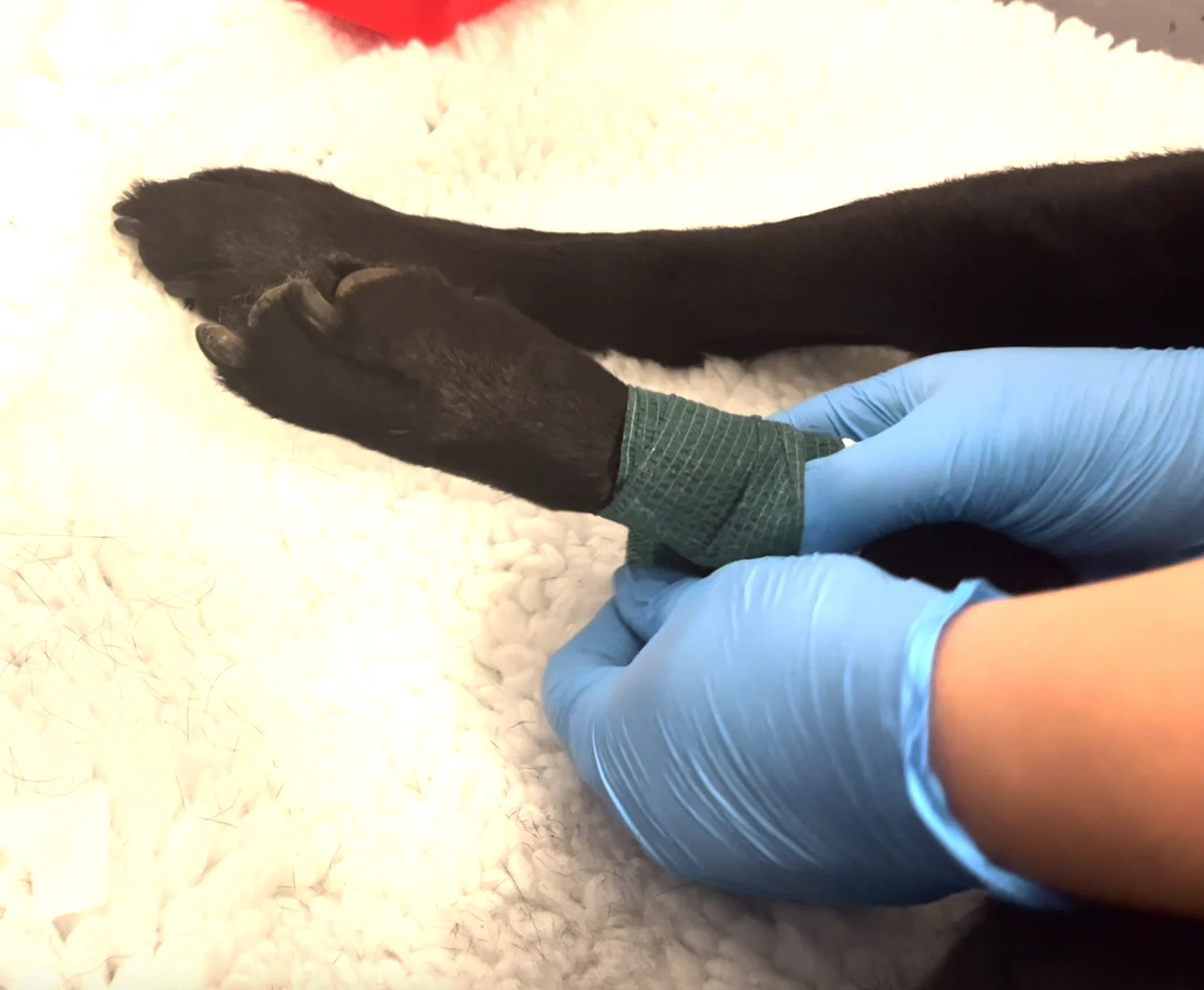 Bandage being wrapped around a dog’s leg.