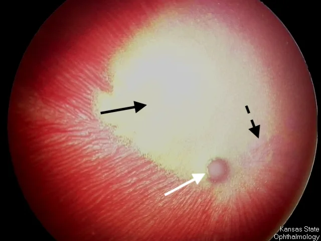 A retina of a cat with light-colored area of fundus, thin retinal vessels, and a small optic nerve.