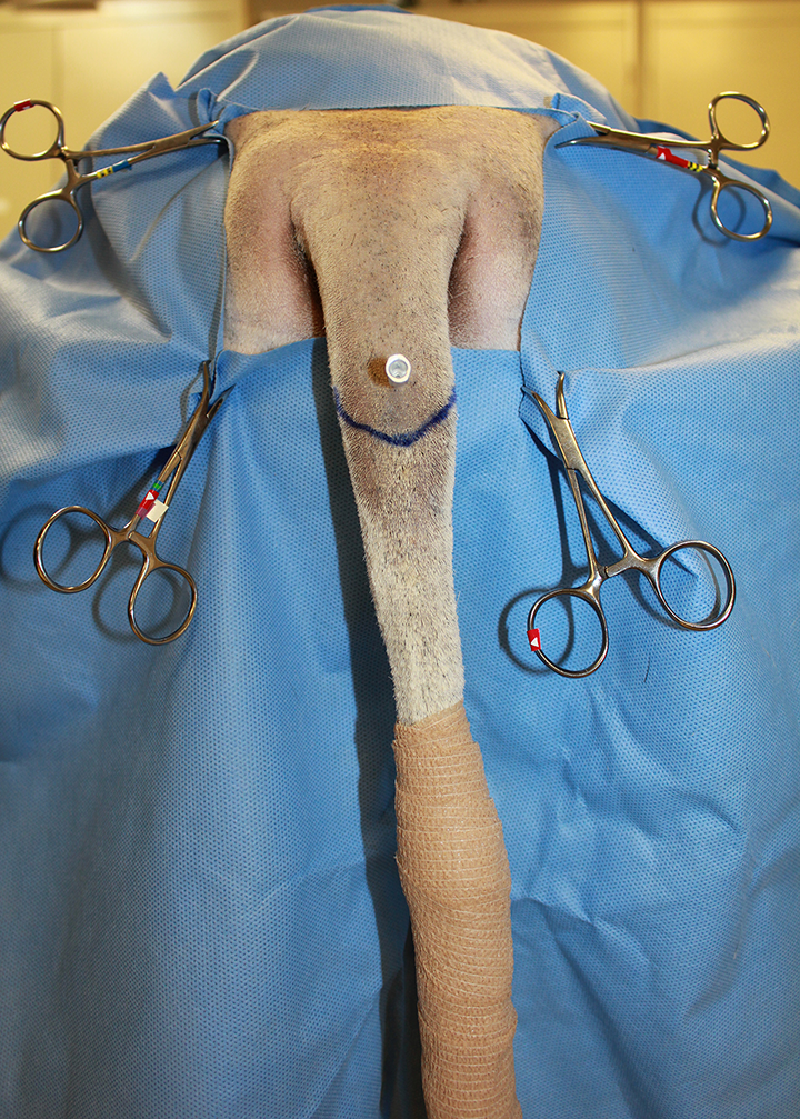Rectal Prolapse Treatment in Dogs - Conditions Treated, Procedure,  Efficacy, Recovery, Cost, Considerations, Prevention