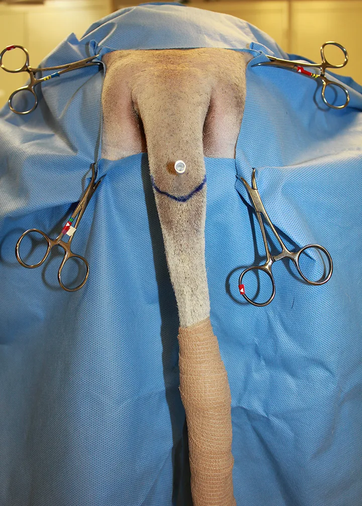 Draped caudal end of dog with distal tail taped and hypodermic needle and blue marker delineating area of amputation.