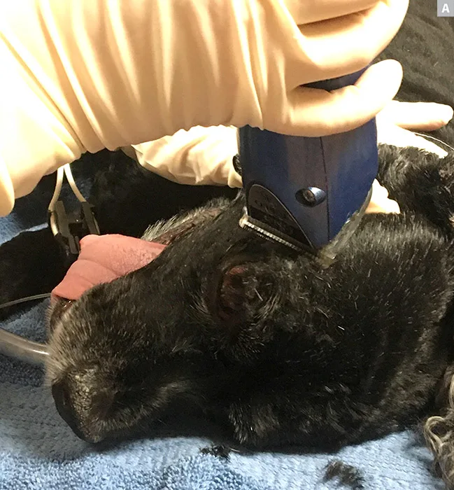 Three images showing dog’s eyelid being shaved, eye being rinsed with squirt bottle, and head positioned on pillows.