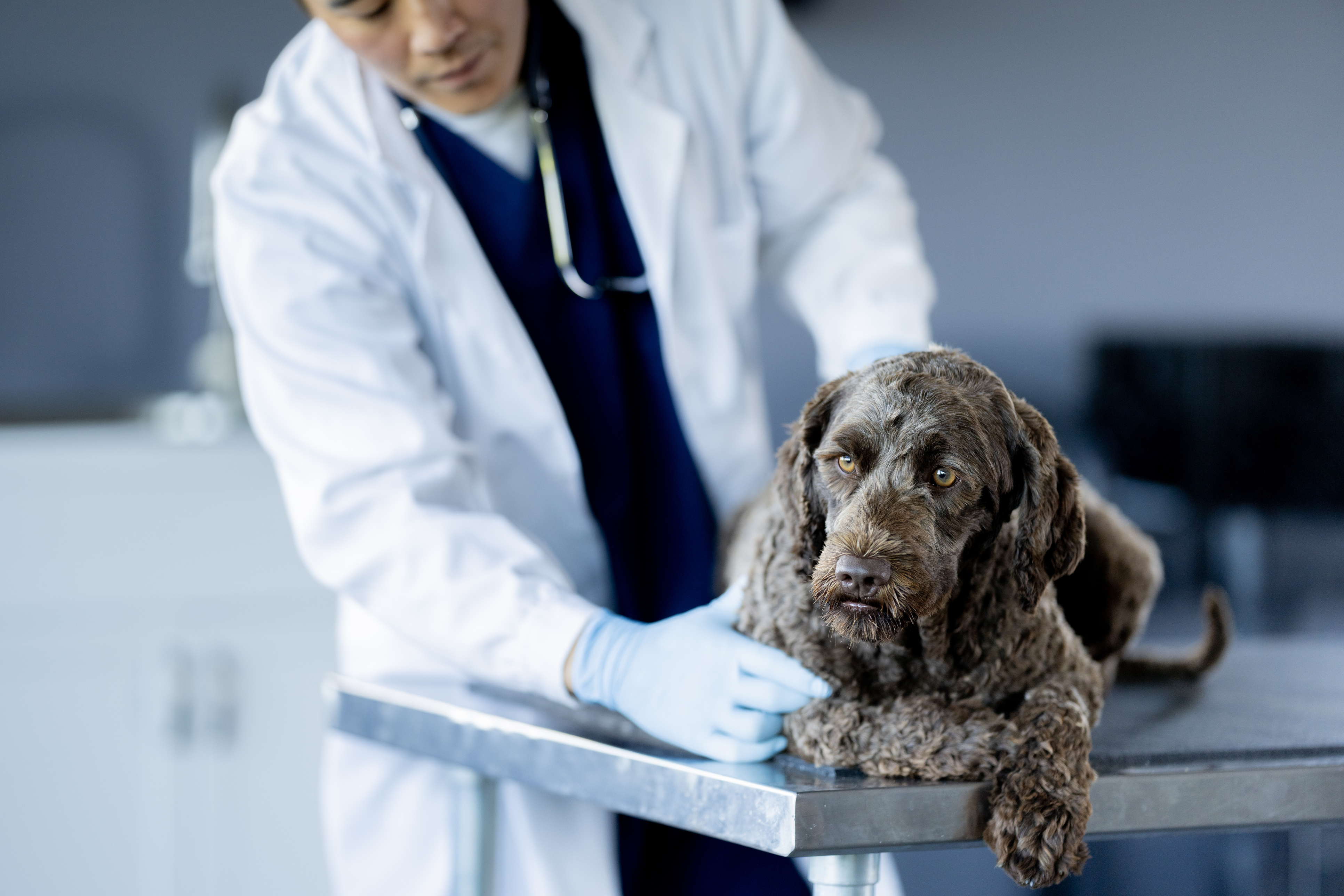 clinician’s brief　Vol.2 Your Go-To Resource for Veterinary Essentials & Insights