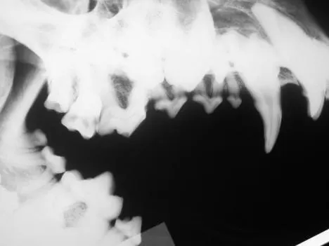 A lateral radiograph of a dog's skull shows the upper and lower jaw with clearly defined teeth and roots. The image highlights dental structures, including potential abnormalities such as tooth alignment and bone density.