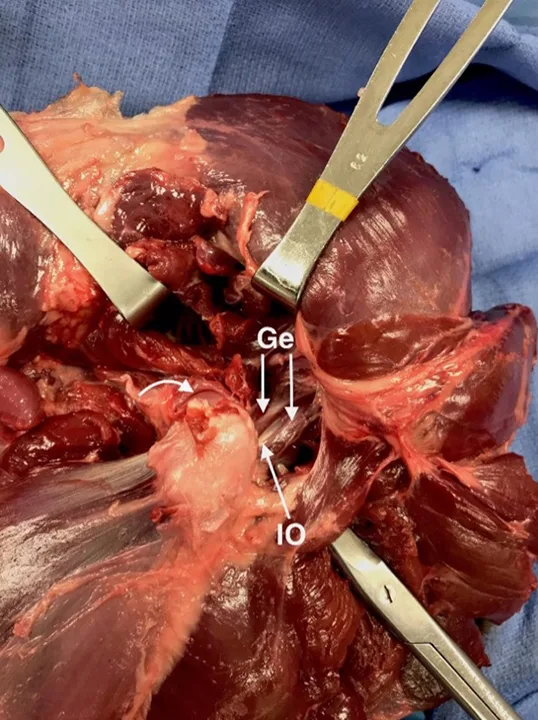 Surgical image of canine pelvic limb with exposed muscles and joint capsule labeled.