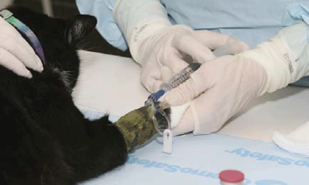 Cats 2025 and chemotherapy