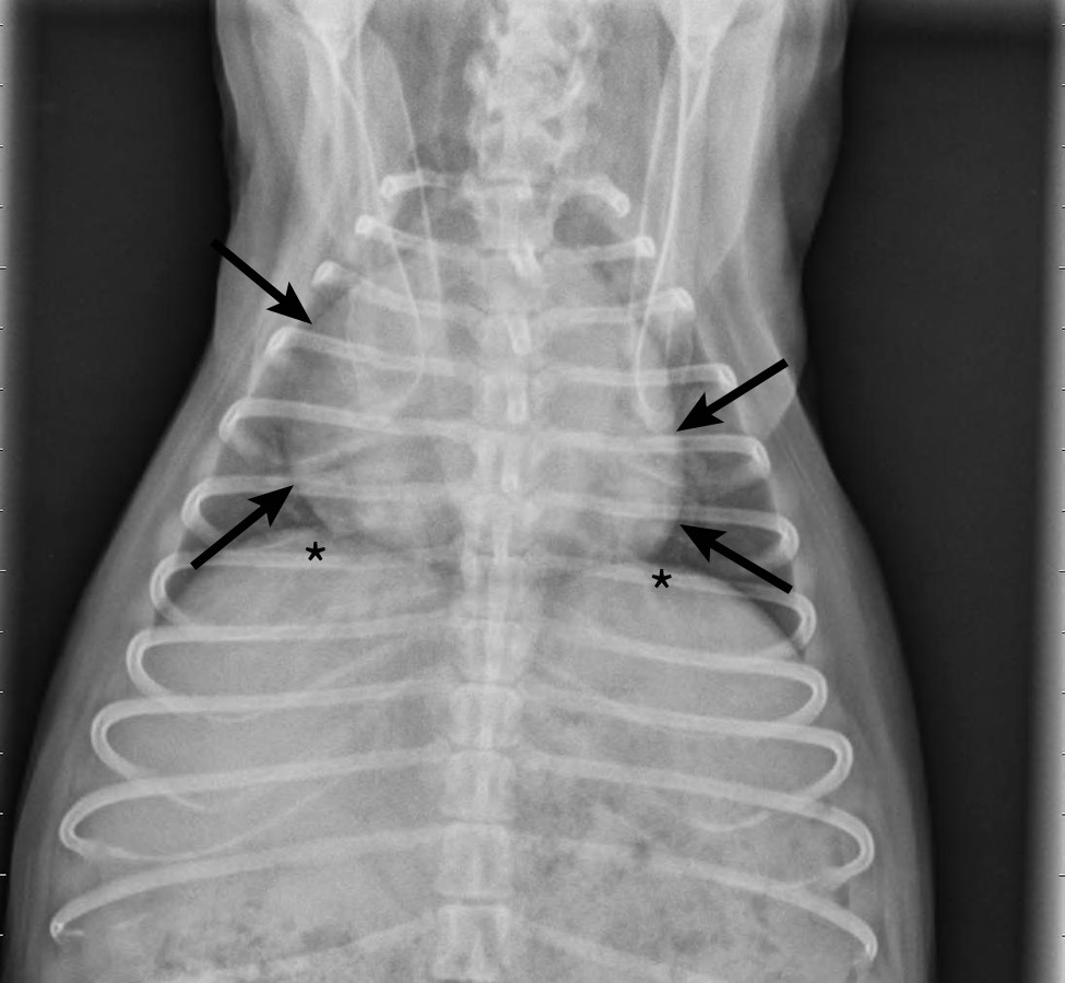 Canine Infectious Respiratory Disease Complex Clinician's Brief