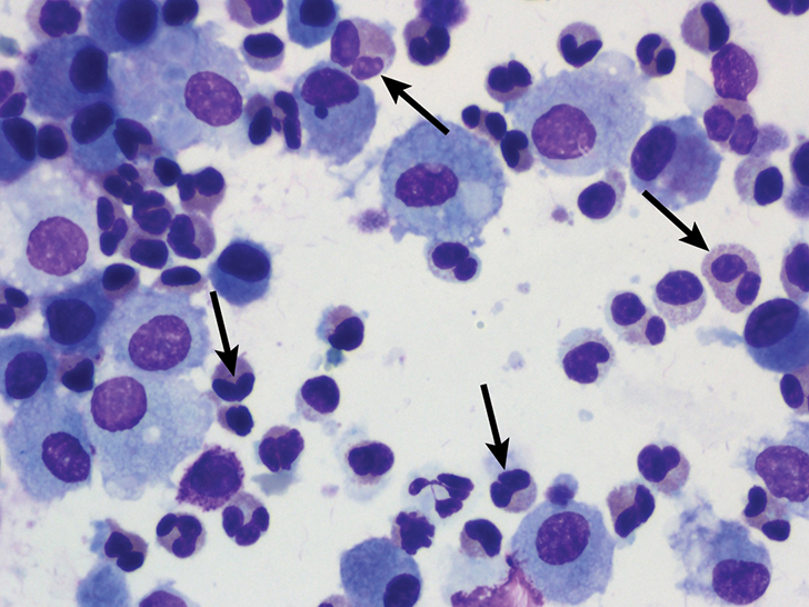 Feline Asthma Clinician's Brief