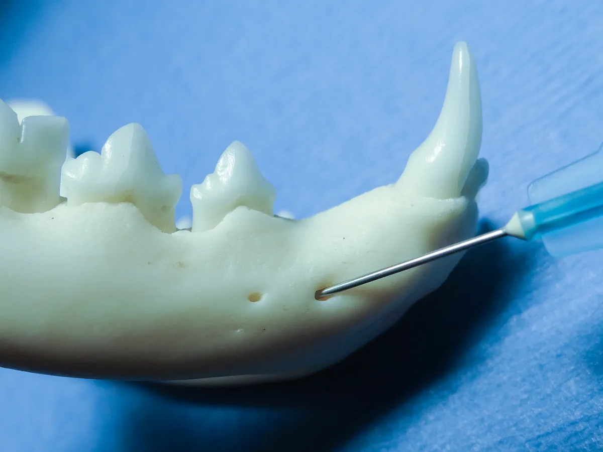 A feline mandible with a needle inserted into the middle mental foramen.
